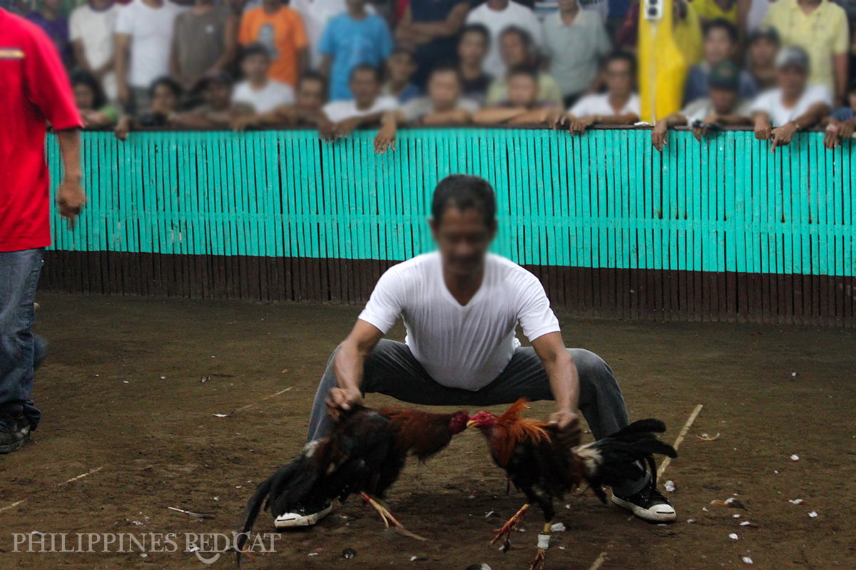 Cock Fighting In The Philippines More Than Just Entertainment Philippines Redcat