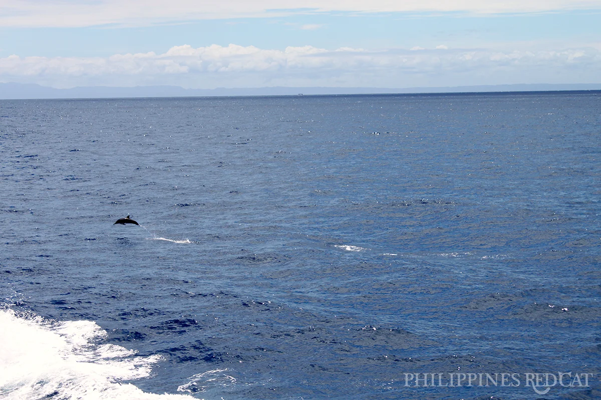 Philippines Dolphin